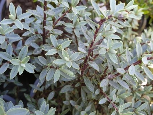 Hebe pimeleoides - Struikveronica