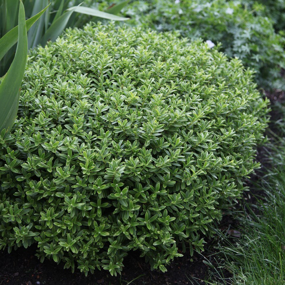 Hebe rakaiensis - Struikveronica