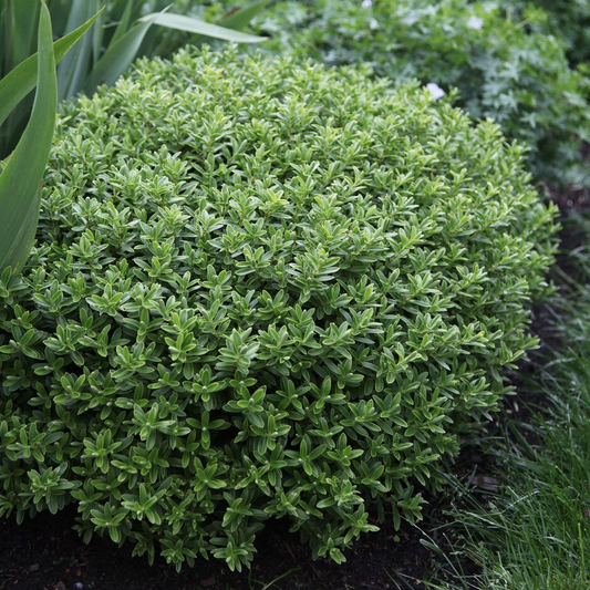 Hebe rakaiensis - Struikveronica