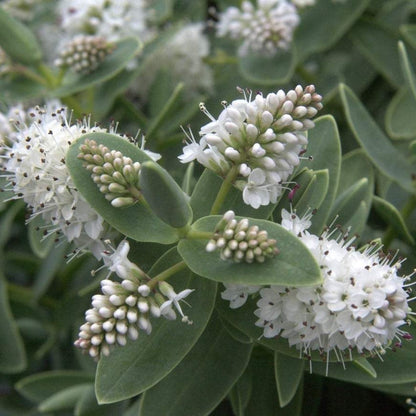 Hebe albicans - Struikveronica