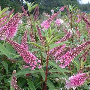 Hebe 'Great Orme' - Struikveronica