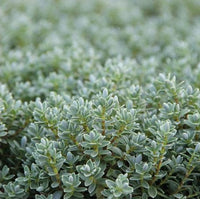 Hebe topiaria - Struikveronica