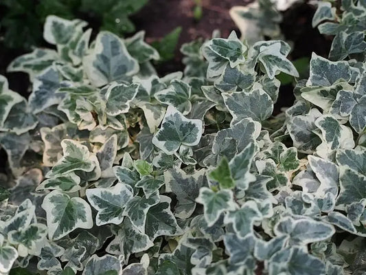 Groene klimplant in zwarte pot en witte kist, met bladeren en blauwe etiketten. Ideaal voor binnen- en buitenruimte, decoratief en groen.