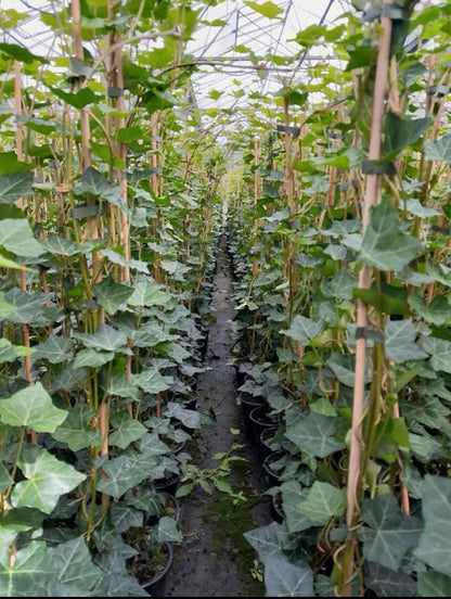 Hedera hibernica - Grootbladige Klimop - 80-100cm - Haagpakket voor 10 meter