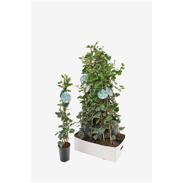 Hedera alg. Gloire de Marengo - Klimop