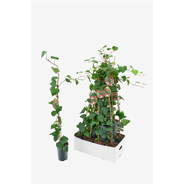 Hedera Colchica - Perzische Klimop