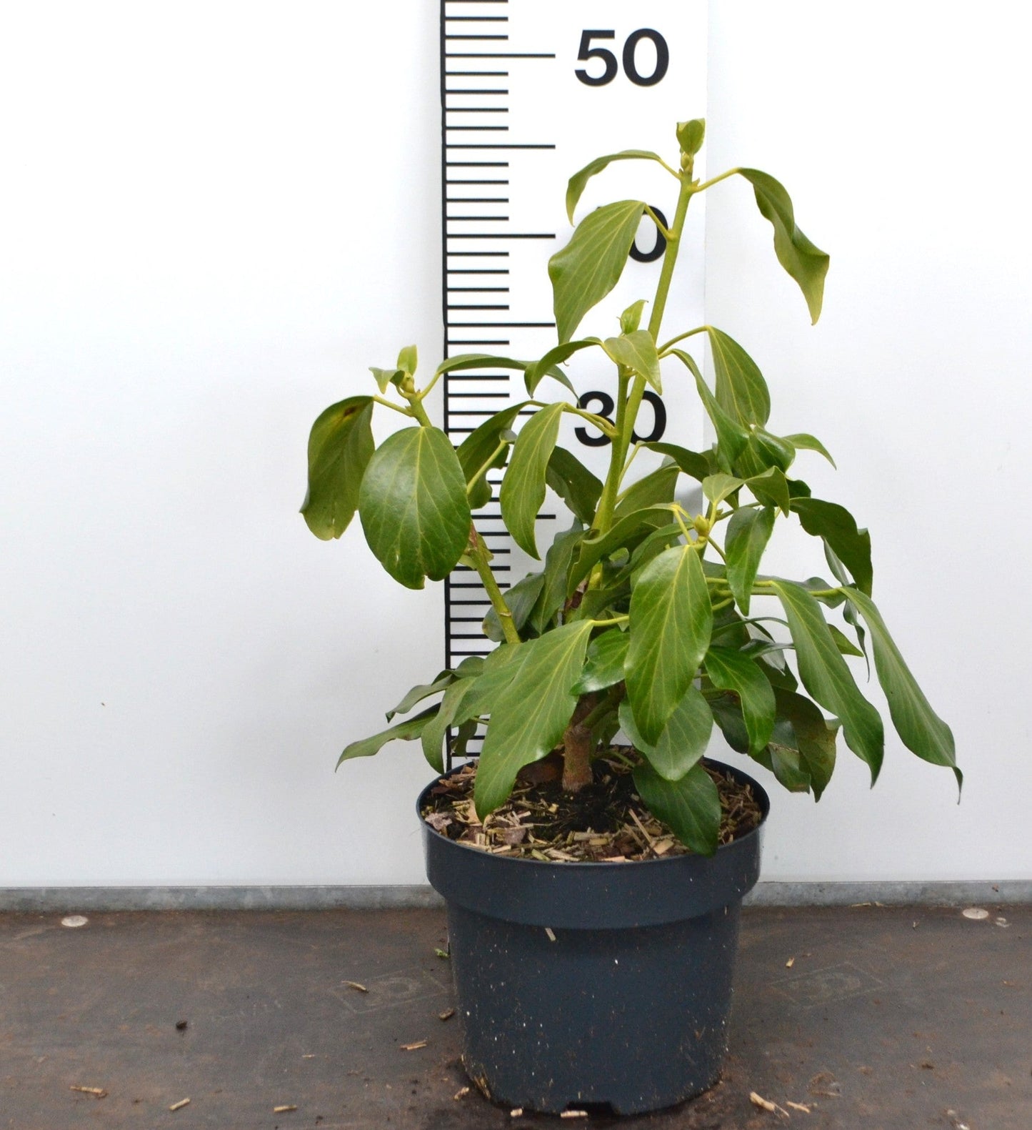 Hedera colchica 'Fall Favourite'	- Kaukasische Struikklimop