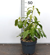 Hedera colchica 'Fall Favourite'	- Kaukasische Struikklimop