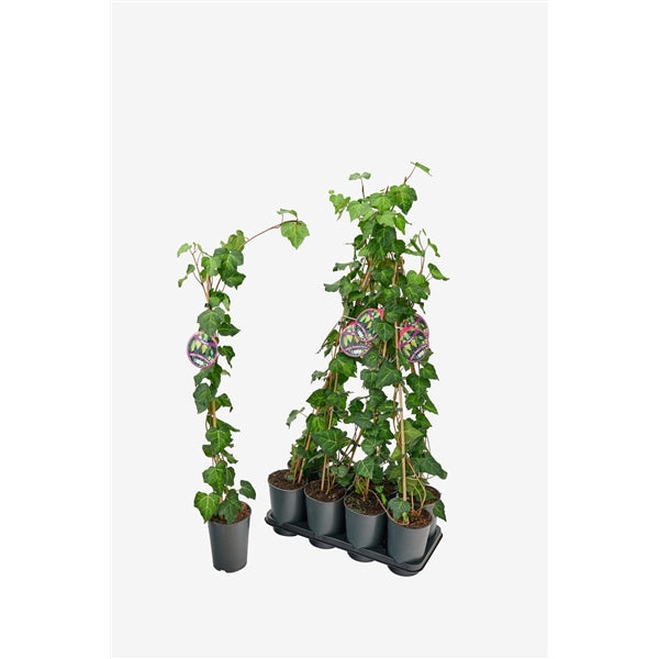 Hedera colchica Sulphur Heart - Klimop