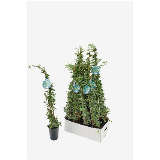 Hedera helix Glacier - Klimop