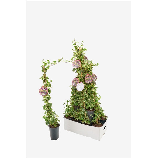 Hedera helix Golden Kolibrie - Bonte Klimop