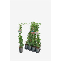 Hedera helix Green Ripple - Klimop