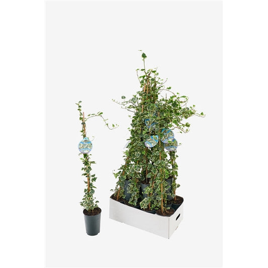 Hedera helix Marginata Elegantissima - Bonte Klimop