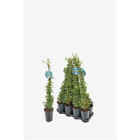 Hedera helix Mona Lisa - Bonte Klimop