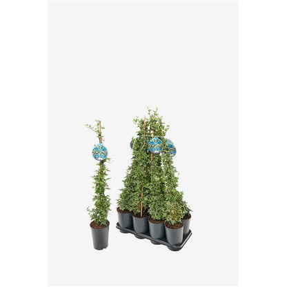 Hedera helix Mona Lisa - Bonte Klimop