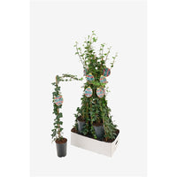 Hedera helix Plattensee - Klimop