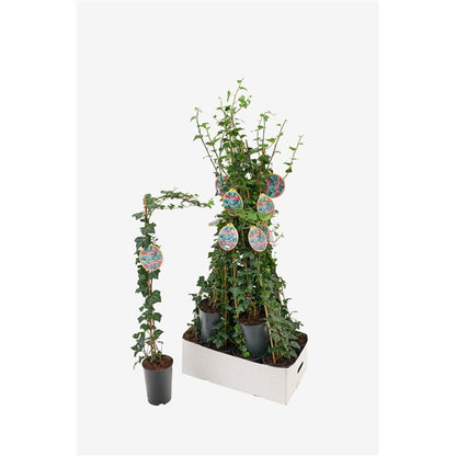 Hedera helix Plattensee - Klimop