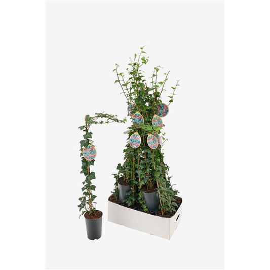 Hedera helix Plattensee - Klimop