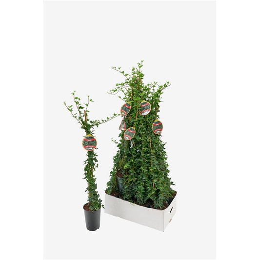 Hedera helix Shamrock - Klimop