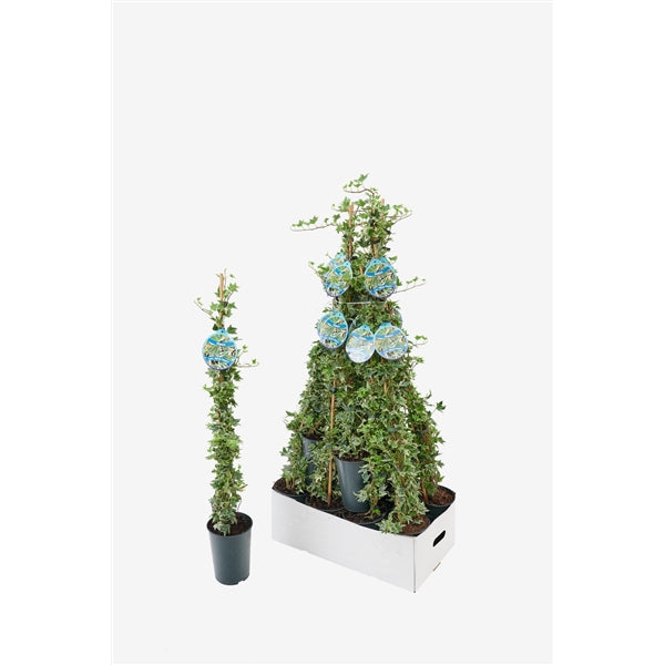 Hedera helix White Ripple - Klimop bont wit