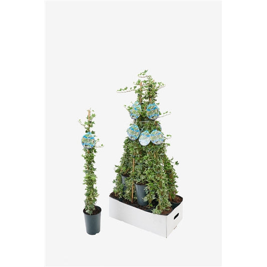 Hedera helix White Ripple - Klimop bont wit