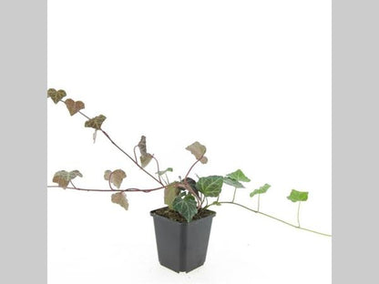 Hedera helix 'Woerner' - Klimop
