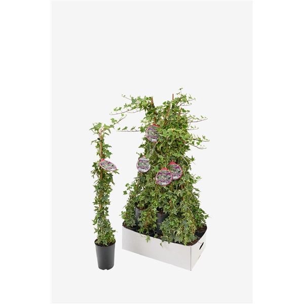 Hedera helix Yellow Ripple - Klimop bont geel