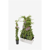 Hedera helix Yellow Ripple - Klimop bont geel