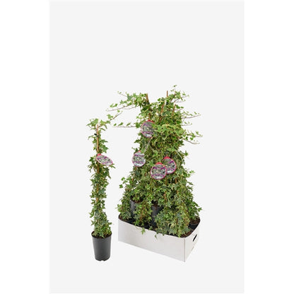 Hedera helix Yellow Ripple - Klimop bont geel