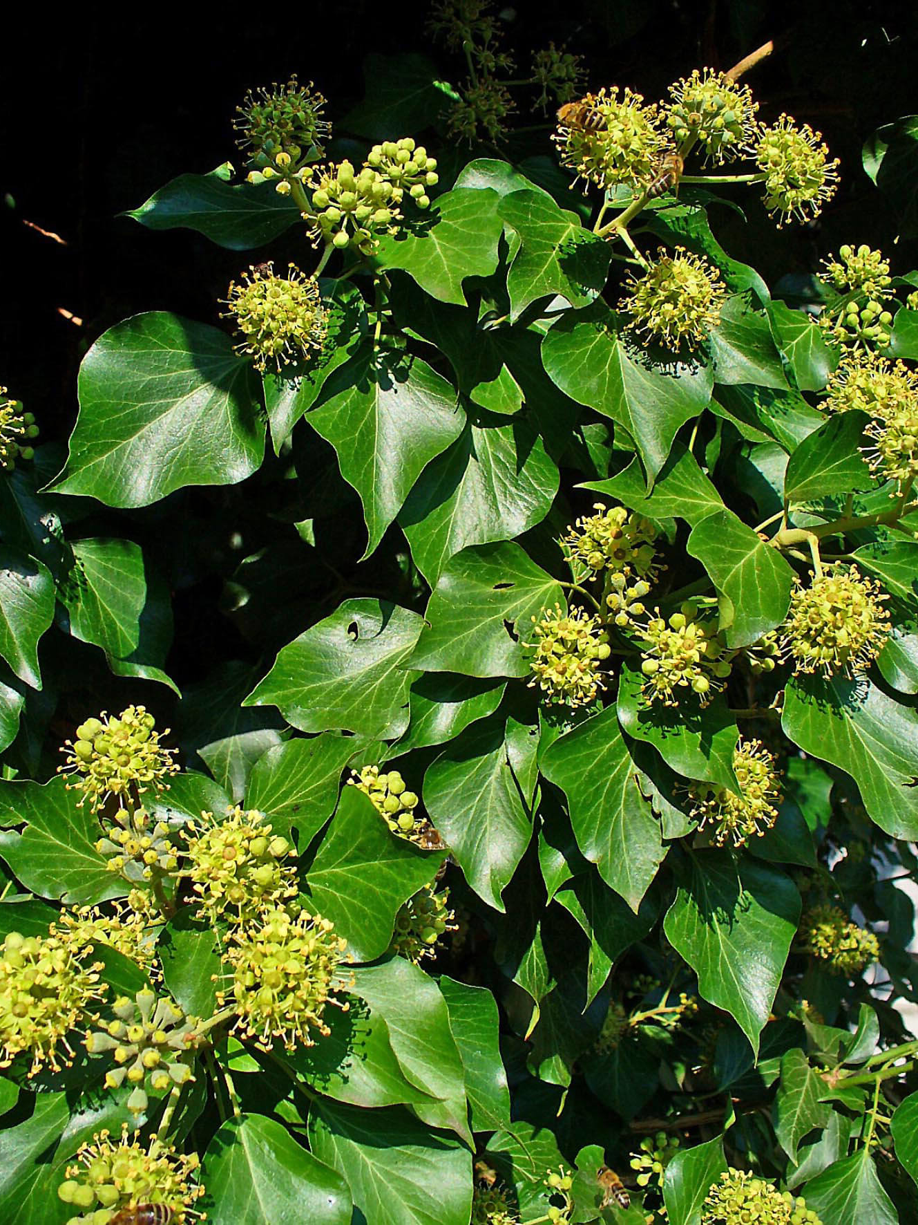 Hedera helix 'Arborescens' - Struikklimop