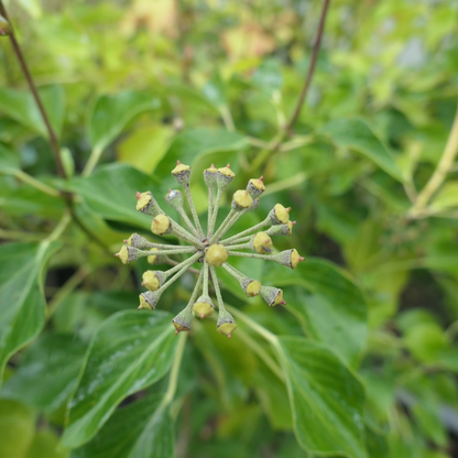 Hedera helix 'Arborescens' - Struikklimop