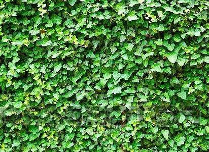 Hedera helix - kleinbladige klimop