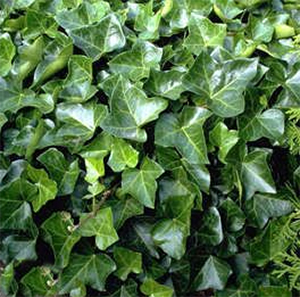 Hedera helix 'Woerner' - Klimop