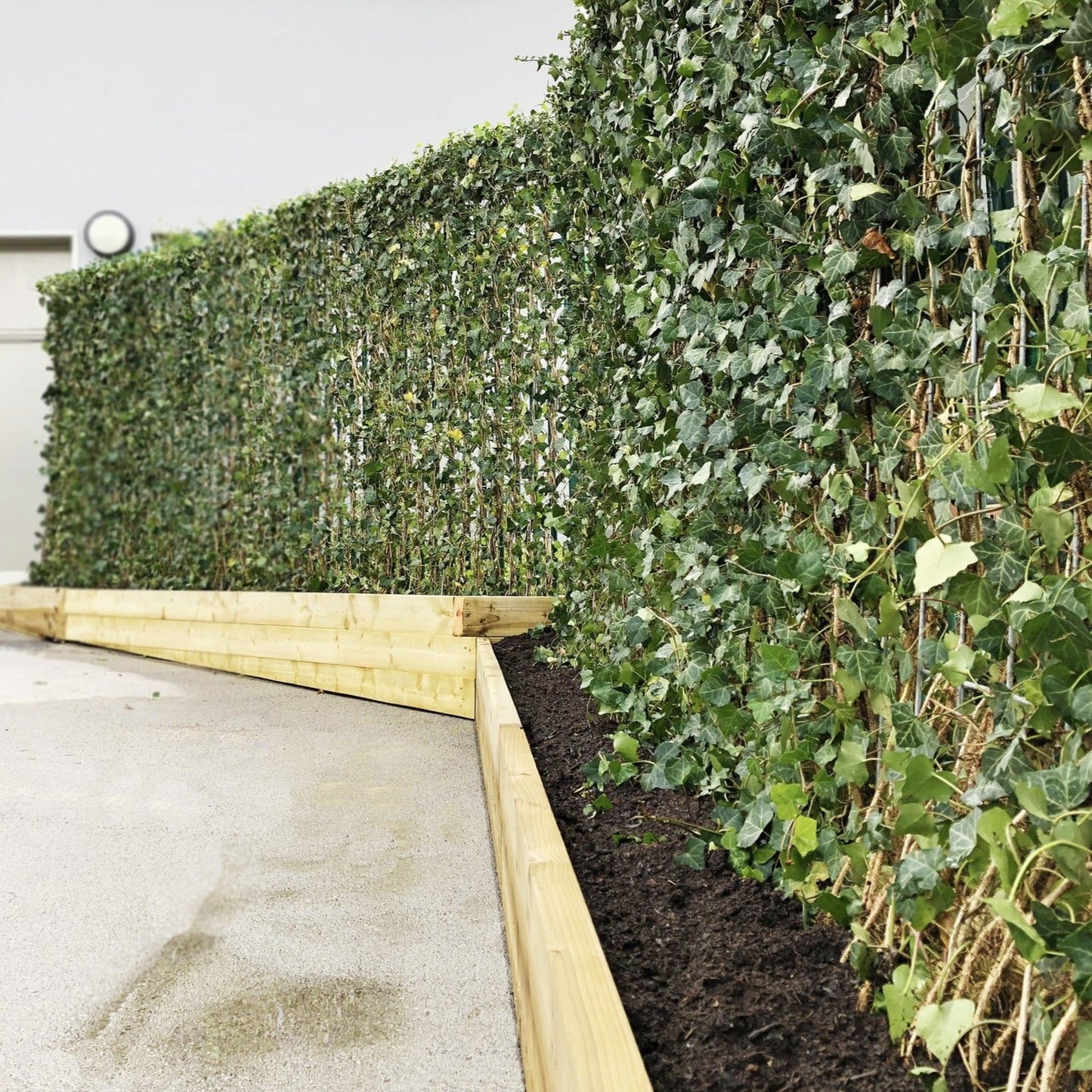 Hedera helix 'Woerner' - Klimop