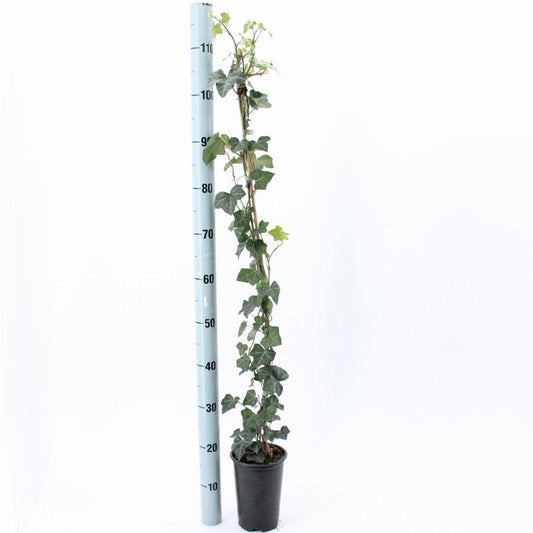 Hedera hibernica - Grootbladige Klimop - 80-100cm - Haagpakket voor 10 meter