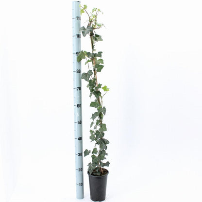 Hedera hibernica - Grootbladige Klimop - 80-100cm - Haagpakket voor 25 meter