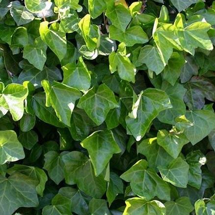 Hedera hibernica - Grootbladige klimop