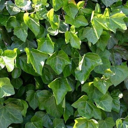 Hedera hibernica - Grootbladige klimop