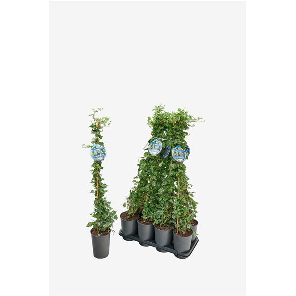 Hedera helix Kolibri - Klimop