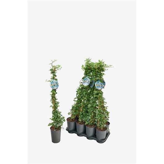 Hedera helix Kolibri - Klimop