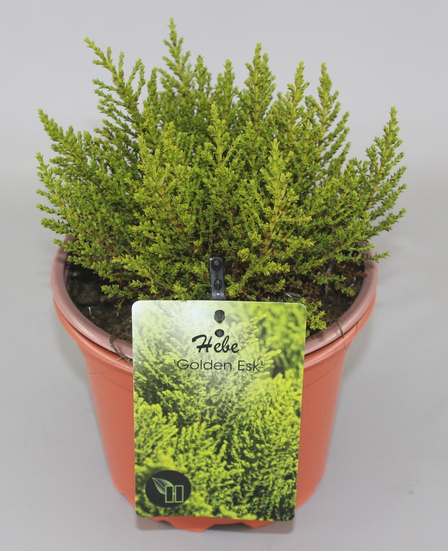 Hebe 'Golden Esk' - Struikveronica