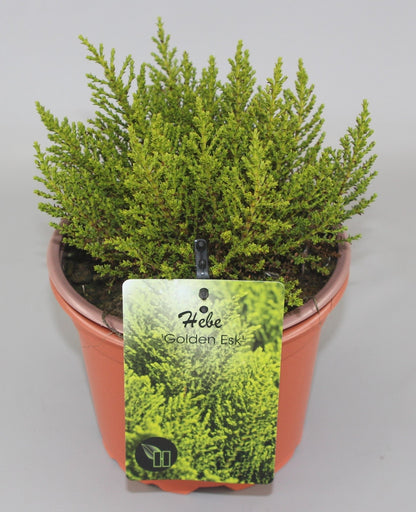 Hebe 'Golden Esk' - Struikveronica