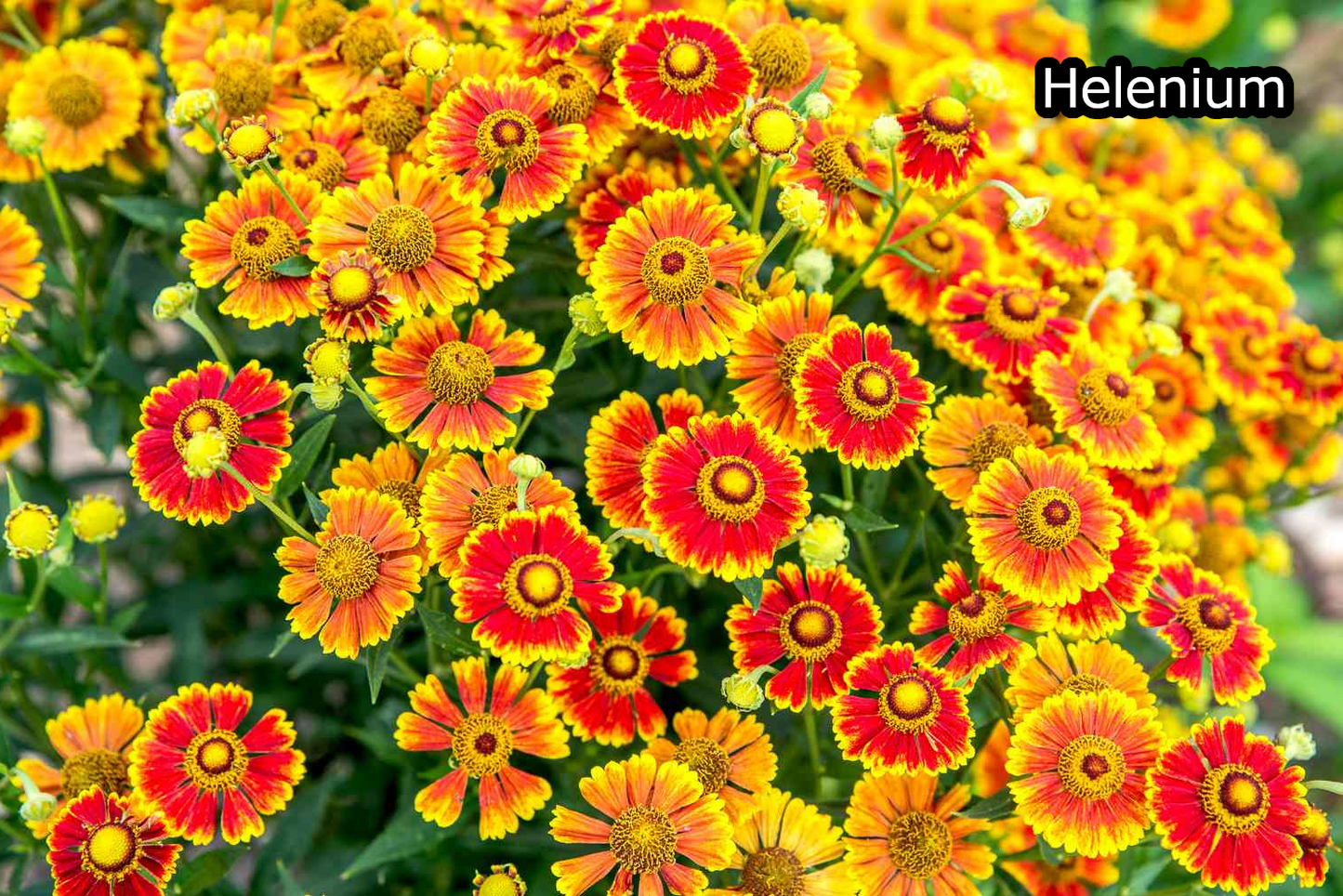 Borderpakket 'Nazomer & Kleur' - 5m² - 50 planten