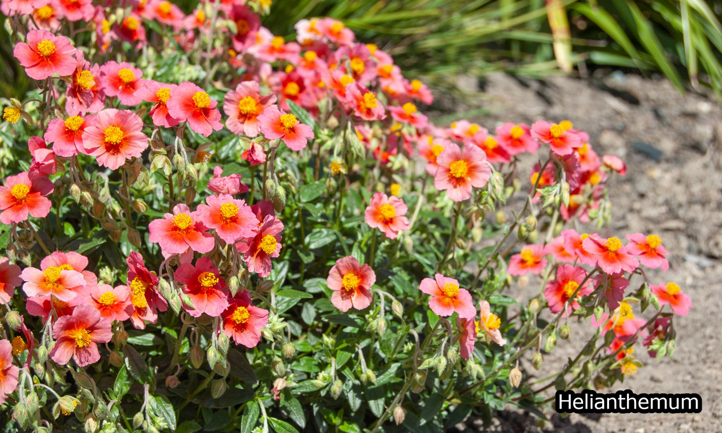 Borderpakket 'Onderhoudsarm-zonpakket' - 5m² - 50 planten