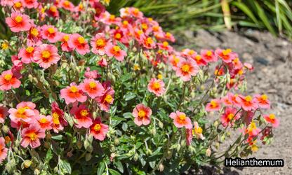 Borderpakket 'Onderhoudsarm-zonpakket' - 5m² - 50 planten