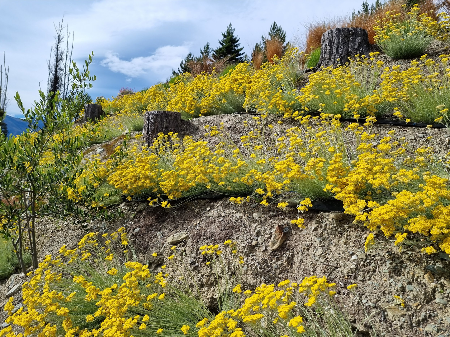 Helichrysum italicum - Kerrieplant