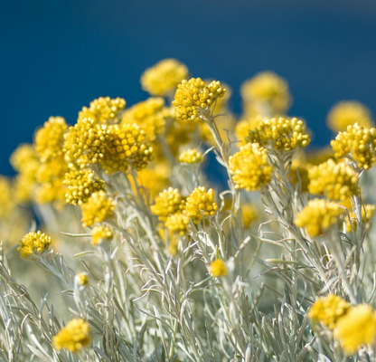 Helichrysum italicum - Kerrieplant