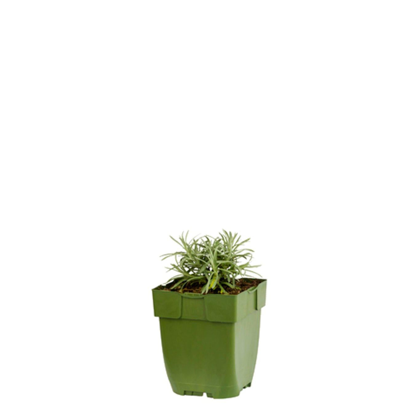 Helichrysum italicum - Kerrieplant