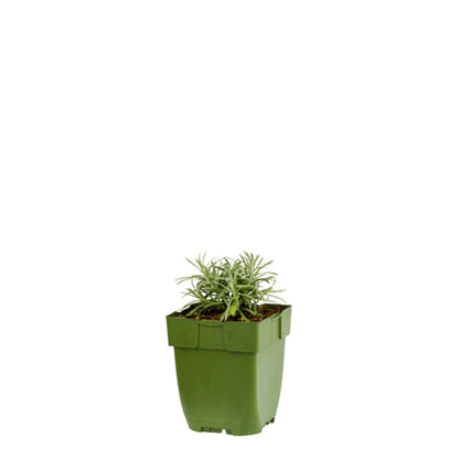 Helichrysum italicum - Kerrieplant