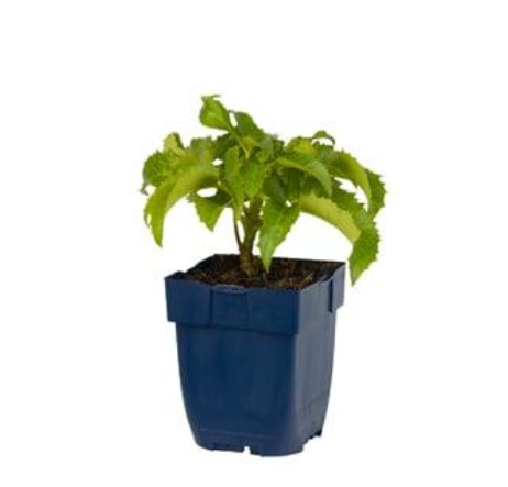 Helleborus 'argutifolius' - Ranskervelkerstroos (Pakket van 10)